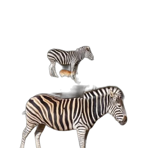 animal, furniture, jewelry, creature transparent PNG cut-out
