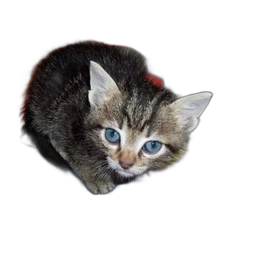 animal, creature, staff, hat transparent PNG cut-out
