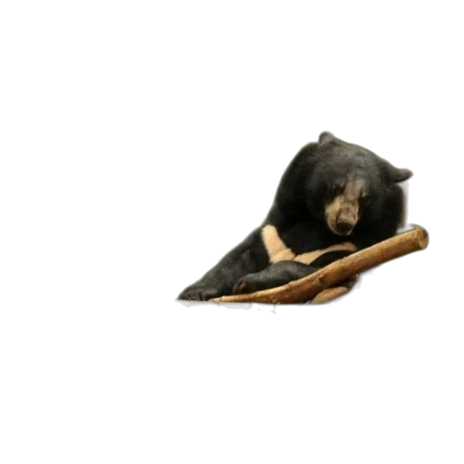 animal, hat, staff, shoes transparent PNG cut-out