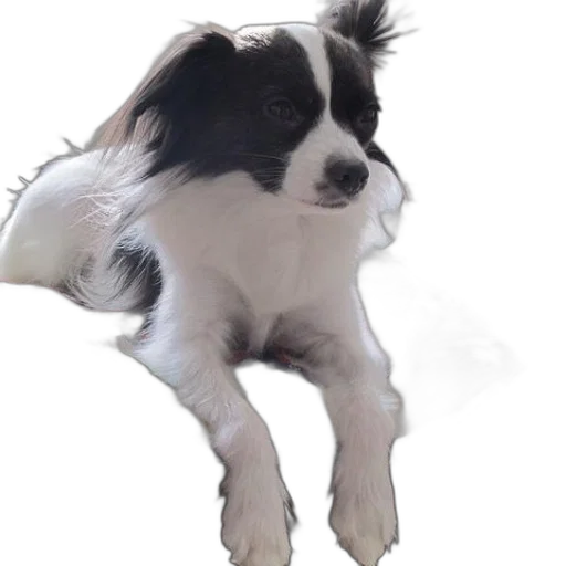animal, creature, staff, shoes transparent PNG cut-out