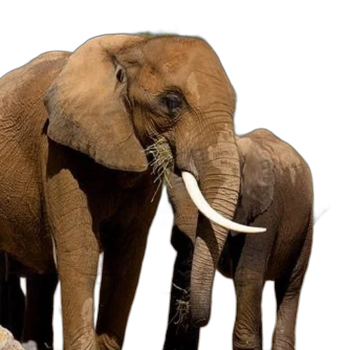 animal, two, elephants, one transparent PNG cut-out