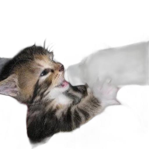 bottle, animal, weapon, creature transparent PNG cut-out