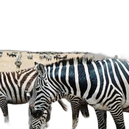animal, creature, furniture, 3d render transparent PNG cut-out