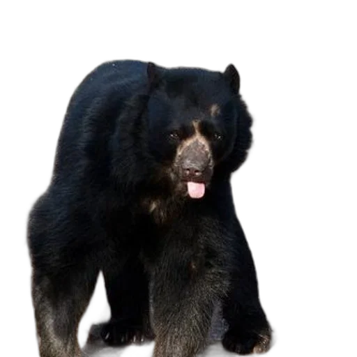 animal, creature, staff, black transparent PNG cut-out