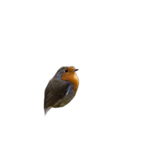 animal, creature, face, staff transparent PNG cut-out