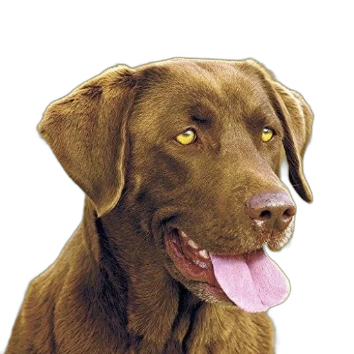 animal, staff, face, creature transparent PNG cut-out