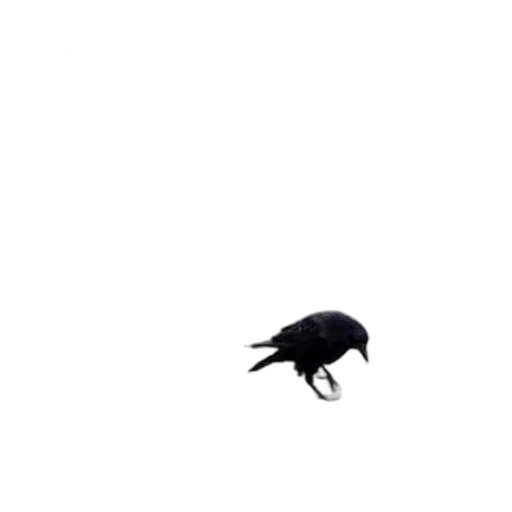 animal, creature, dragon, hair transparent PNG cut-out