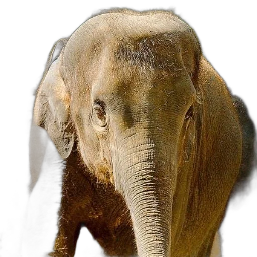 animal, creature, face, staff transparent PNG cut-out