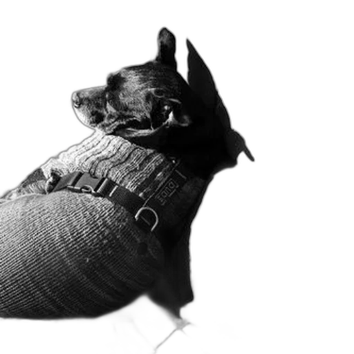 jacket, hat, animal, creature transparent PNG cut-out