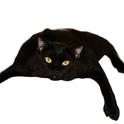 animal, creature, dragon, staff transparent PNG cut-out