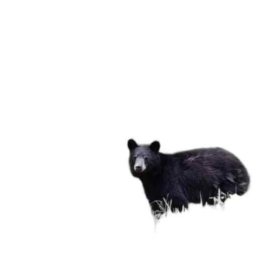 animal, creature, food, furniture transparent PNG cut-out
