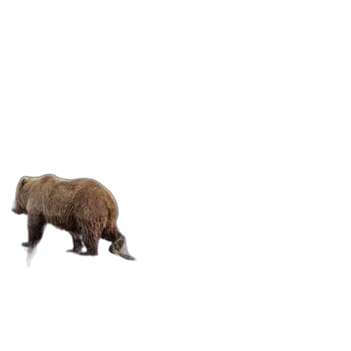 animal, creature, weapon, food transparent PNG cut-out