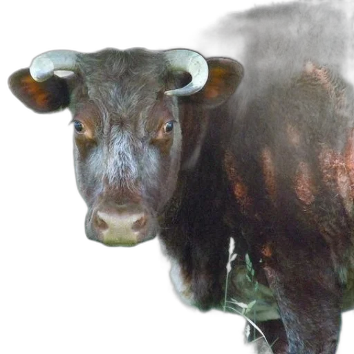 animal, creature, face, photorealistic transparent PNG cut-out
