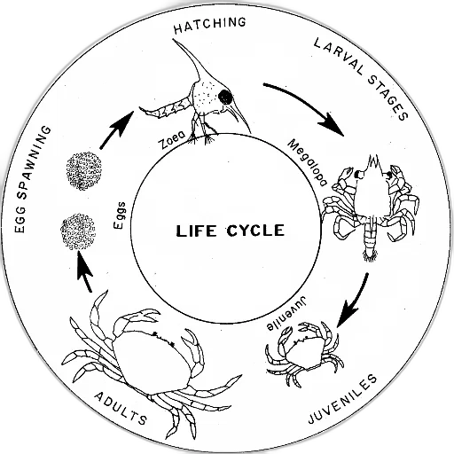 circular, diagram, illustrating, life transparent PNG cut-out