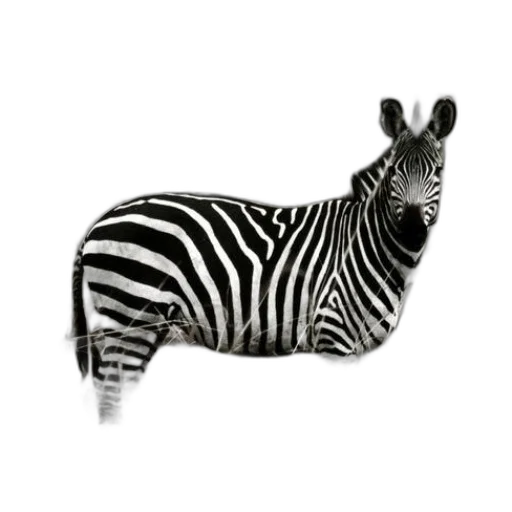 animal, creature, hat, furniture transparent PNG cut-out