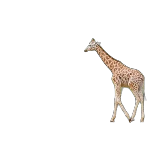 animal, creature, staff, umbrella transparent PNG cut-out