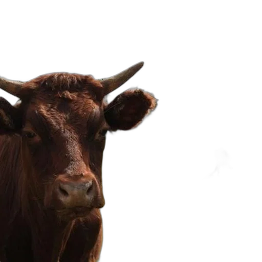 animal, face, creature, crown transparent PNG cut-out