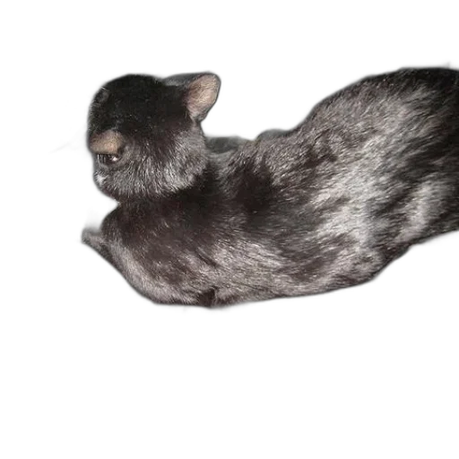 animal, creature, hair, dragon transparent PNG cut-out
