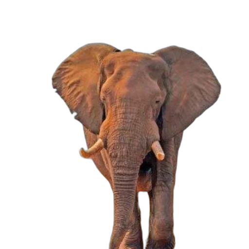 animal, staff, weapon, creature transparent PNG cut-out