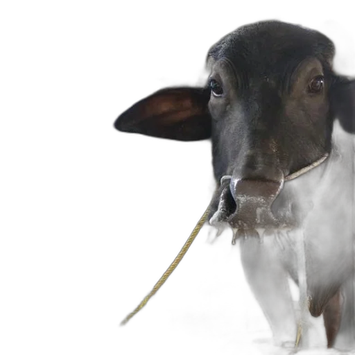 animal, staff, creature, photorealistic transparent PNG cut-out
