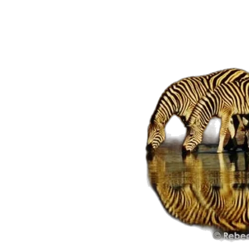 animal, furniture, jewelry, creature transparent PNG cut-out
