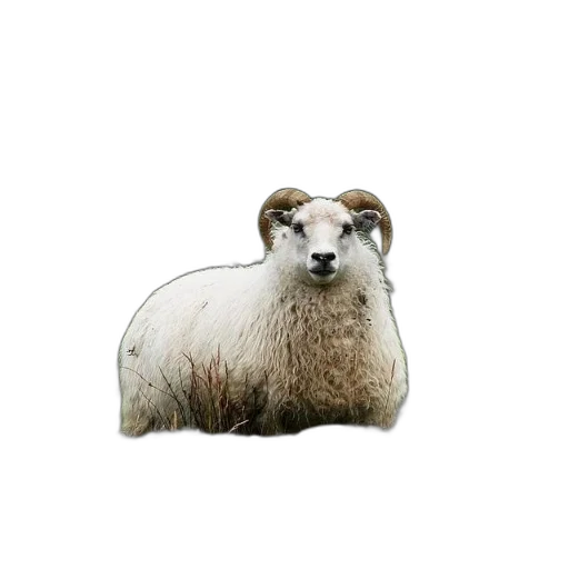 animal, creature, face, hair transparent PNG cut-out