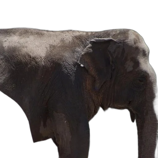 animal, creature, staff, jewelry transparent PNG cut-out