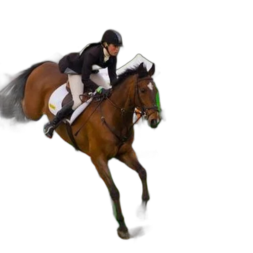 animal, photorealistic, horse, rider transparent PNG cut-out
