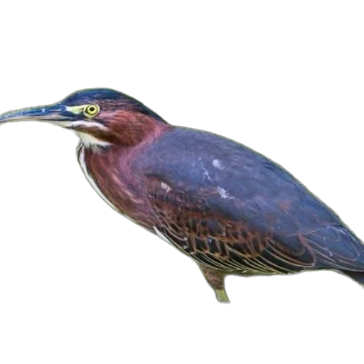 animal, staff, creature, food transparent PNG cut-out