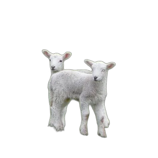 animal, creature, 3d render, photorealistic transparent PNG cut-out