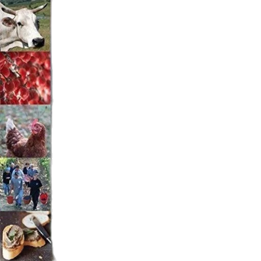food, animal, mask, red transparent PNG cut-out