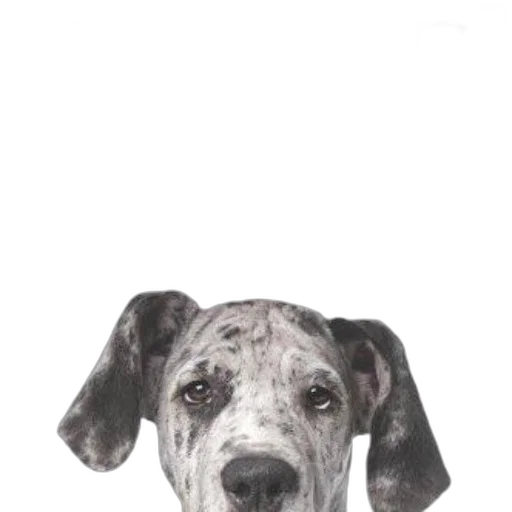 animal, face, staff, creature transparent PNG cut-out