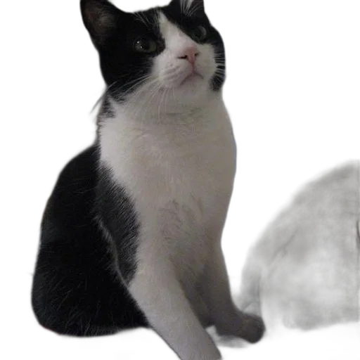 animal, staff, creature, hat transparent PNG cut-out