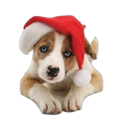 hat, animal, staff, photorealistic transparent PNG cut-out