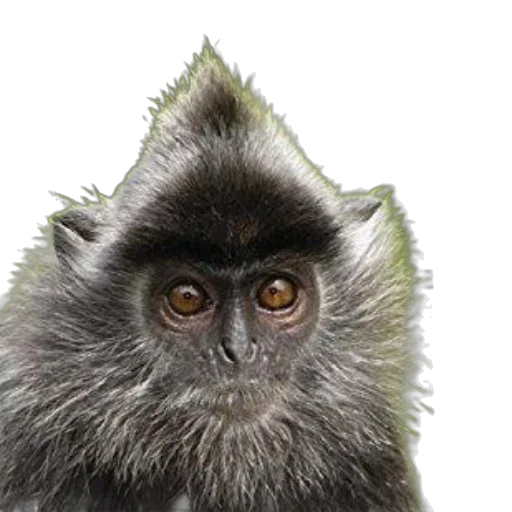 animal, staff, creature, hair transparent PNG cut-out