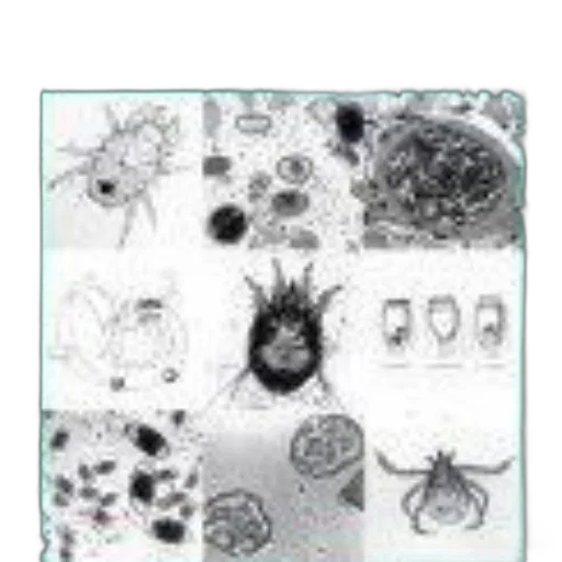 animal, reference, manual, cover transparent PNG cut-out