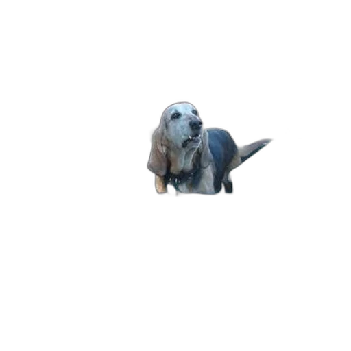 animal, staff, creature, dragon transparent PNG cut-out