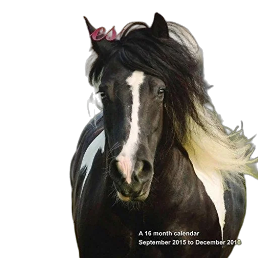 animal, crown, hair, hat transparent PNG cut-out