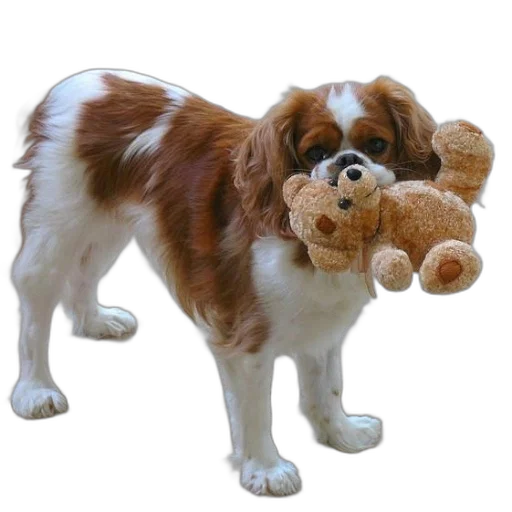 animal, creature, staff, weapon transparent PNG cut-out