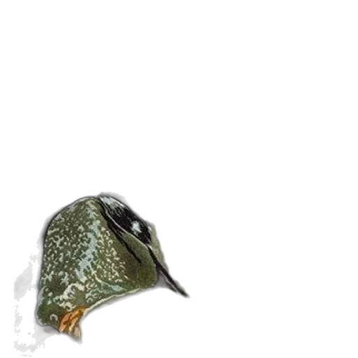 animal, hat, jewelry, creature transparent PNG cut-out