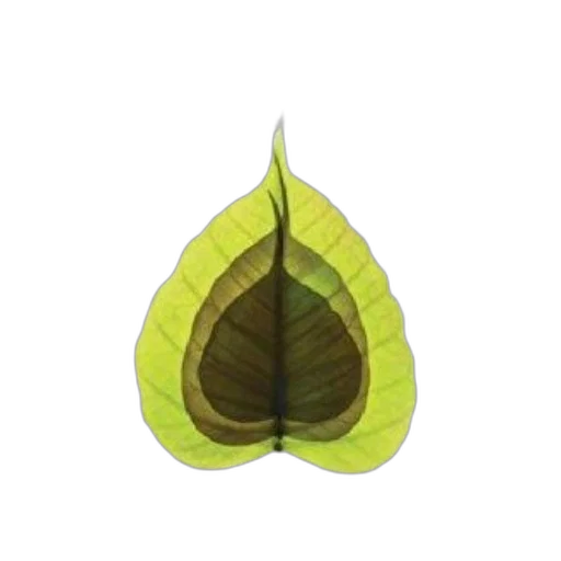 flower, tree, crown, food transparent PNG cut-out
