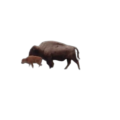 animal, creature, food, furniture transparent PNG cut-out