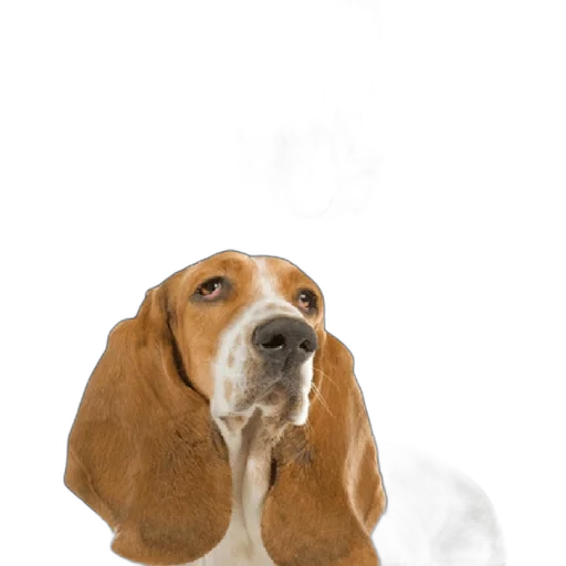 animal, face, staff, creature transparent PNG cut-out