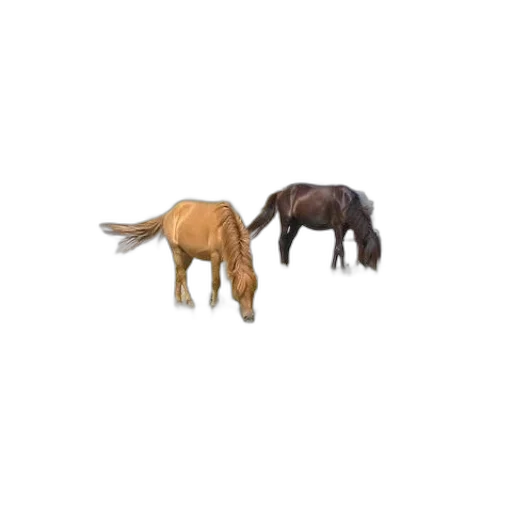 animal, creature, furniture, hair transparent PNG cut-out