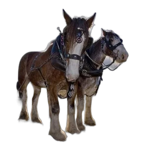 animal, staff, 3d render, photorealistic transparent PNG cut-out