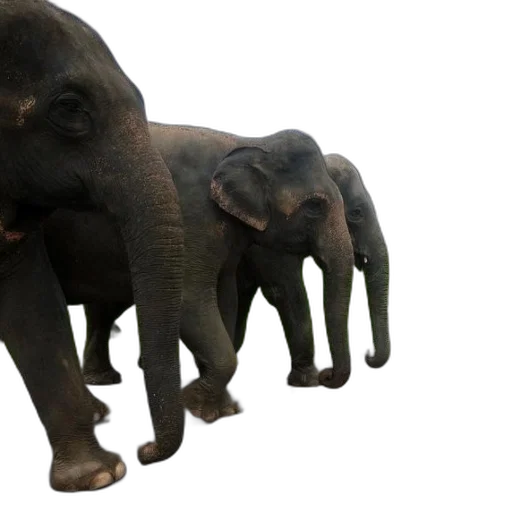 animal, 3d render, photorealistic, concept art transparent PNG cut-out