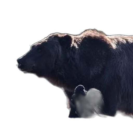 animal, creature, concept art, photorealistic transparent PNG cut-out