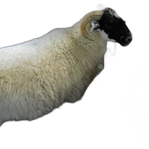 animal, creature, hair, staff transparent PNG cut-out