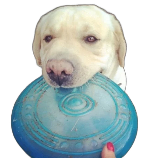 staff, animal, photorealistic, dog transparent PNG cut-out
