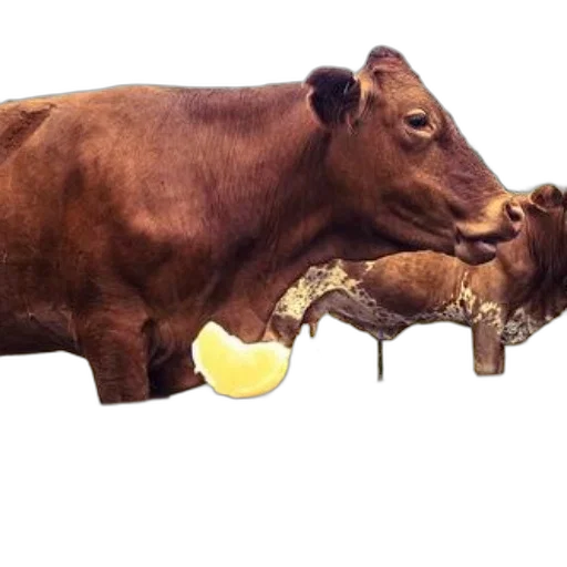 food, animal, jewelry, weapon transparent PNG cut-out
